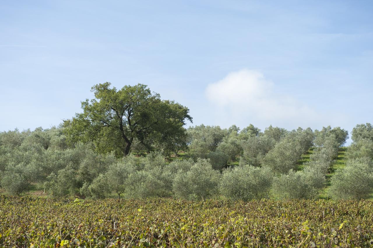 Agriturismo Poggio Corbello La Pesta Eksteriør billede